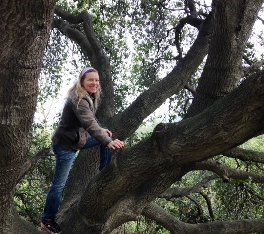 Tree climbing in CA