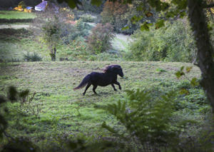 Wales pony spotted along the path