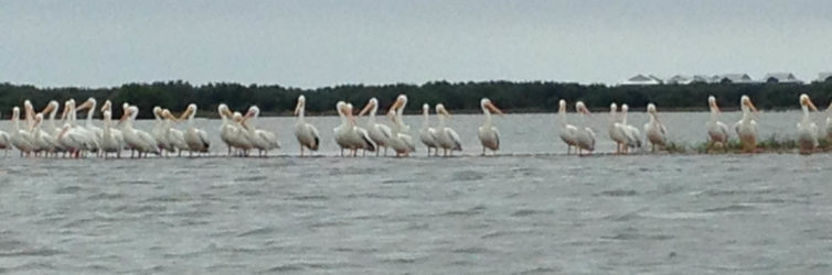 pelicans cedar key