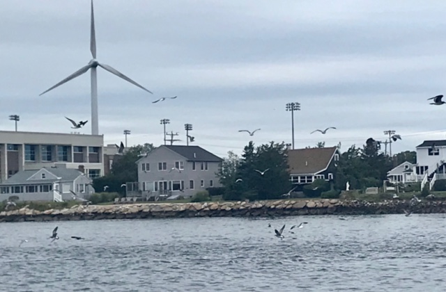 Cape-Cod-Canal-gulls