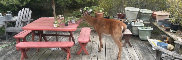 deer-in-garden