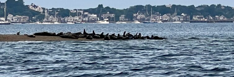 Seals of Trap Cove