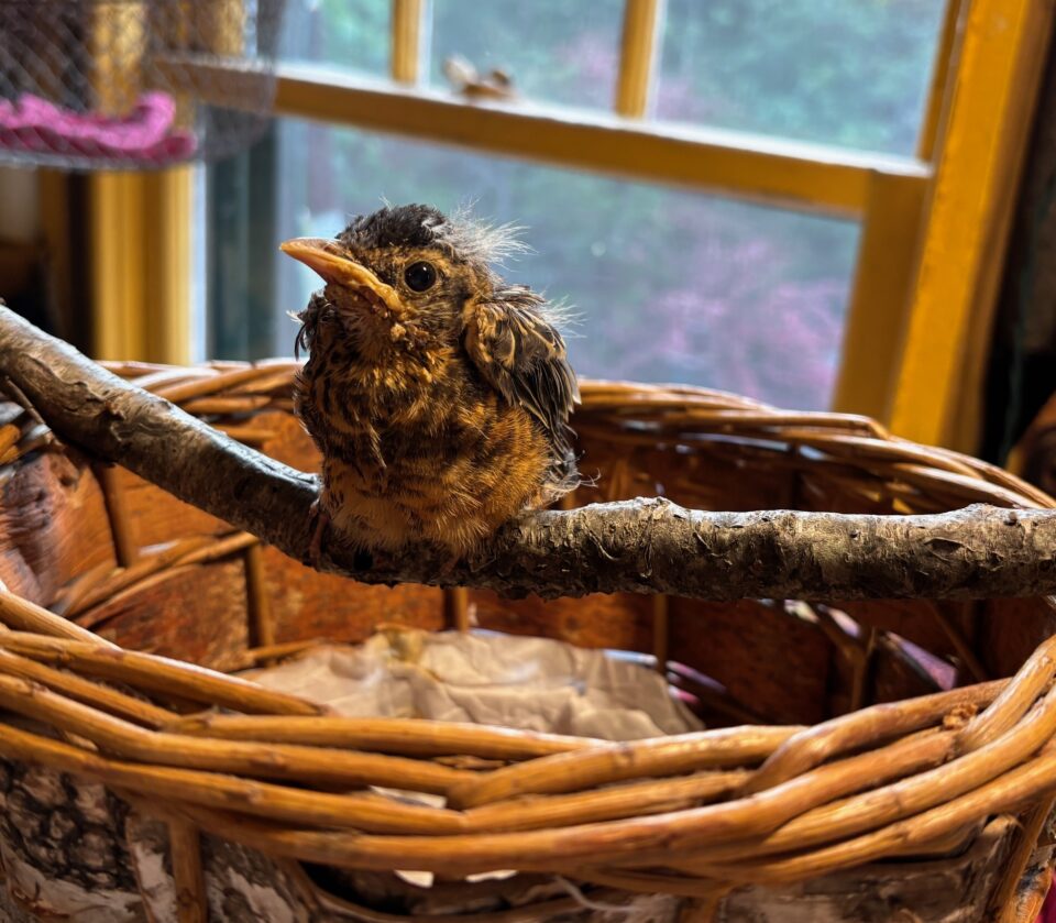 Chick Day5 photo