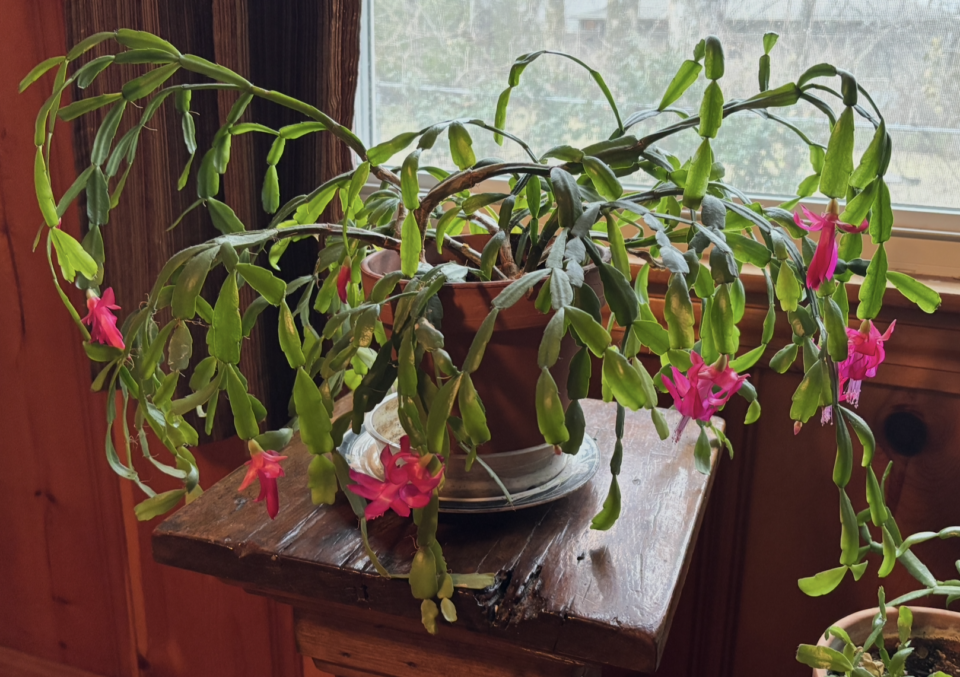 Christmas Cactus